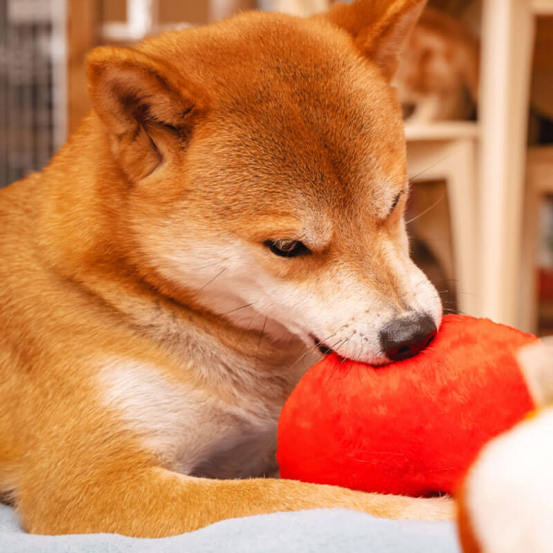 FunnyPlushSqueakyDogToy-Butt-_11