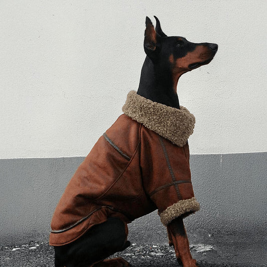 Iropaws Vintage Aviator Dog Jacket with Shearling Lining - Warm and Stylish 1